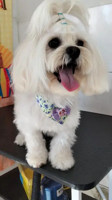 Cachorro maltês branco recém-tosado, com laço azul no topete e bandana florida