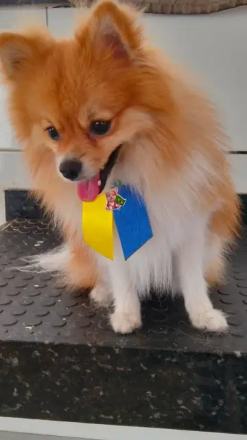 Lulu da Pomerânia laranja de gravata verde e amarela depois do banho
