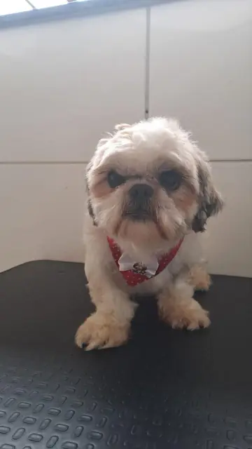 Shih tzu creme com bandana vermelha de bolinhas, tosa da carinha feita