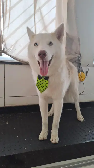 Husky siberiano branco de gravata verde, com o pelo escovado depois do banho