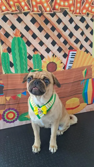 Pug com laço na cabeça e gravata junina, no cenário de festa da clínica