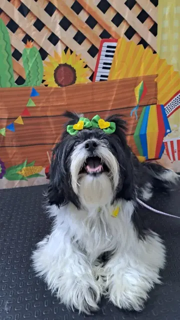 Shih tzu preto e branco com laços verdes na cabeça, tosa na tesoura