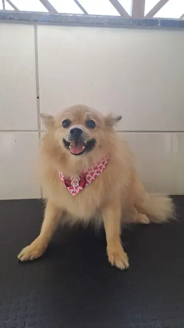 Lulu da Pomerânia caramelo com bandana vermelha florida