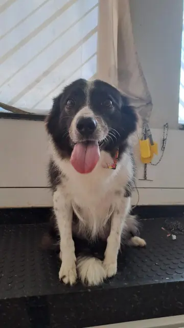 Border collie preto e branco com o pelo escovado depois do banho