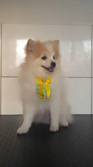 Filhote de lulu da Pomerânia creme com gravatinha verde e amarela