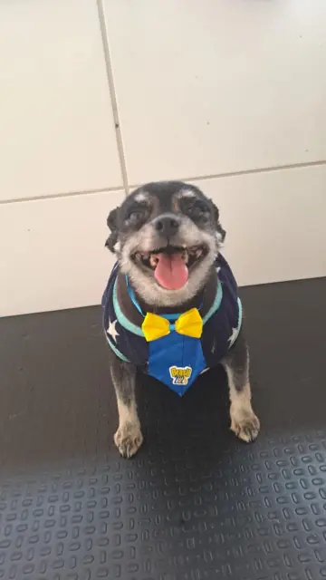 Cachorro idoso de porte pequeno com roupinha de estrelas e gravata azul