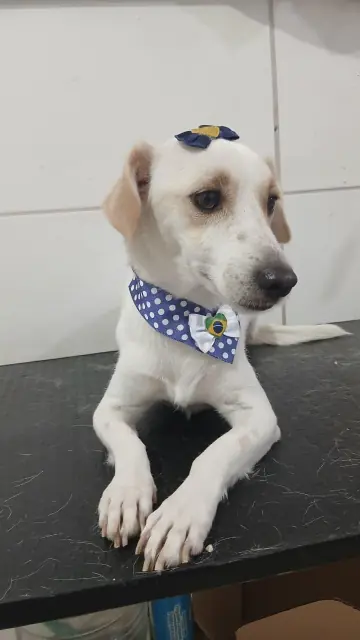 Filhote branco com laço e bandana azul de bolinhas em cima da mesa de tosa