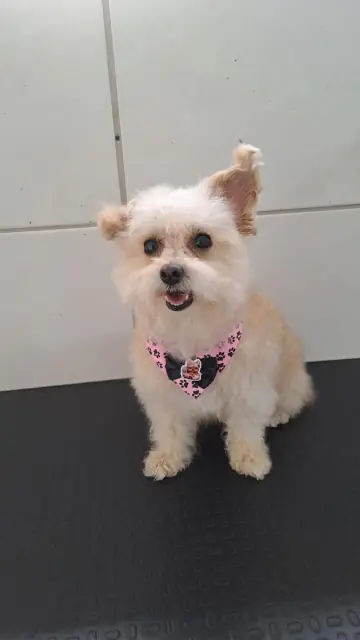 Cachorro pequeno branco com bandana rosa de patinhas depois do banho