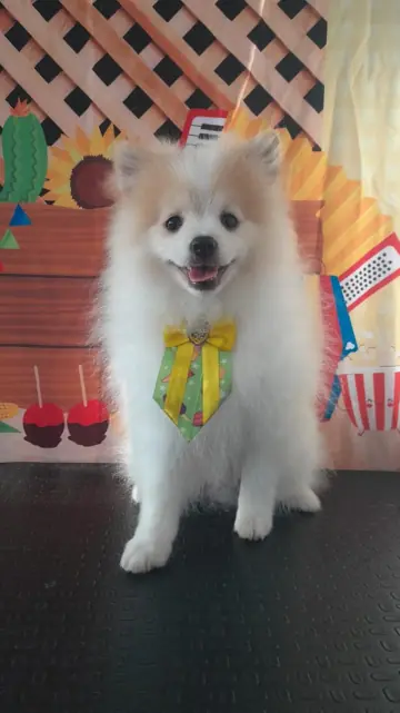 Lulu da Pomerânia branco de gravata verde e amarela, com o pelo no volume